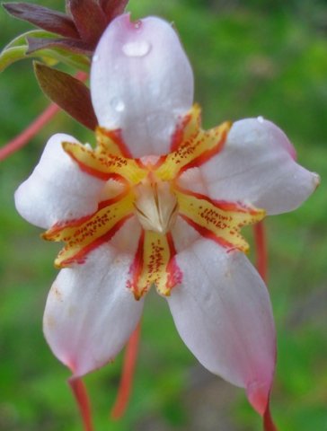Strophanthus luteolus flower